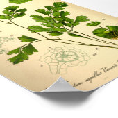 S. Maidenhair Fern (Adiantum capillus-veneris) ポスター (角)