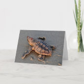 s Turtle Hatchling note card サンキューカード (正面)
