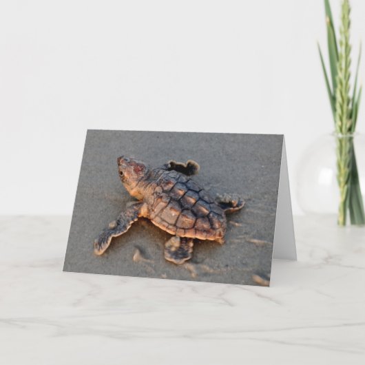 s Turtle Hatchling note card サンキューカード (正面)