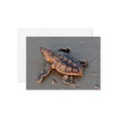 s Turtle Hatchling note card ノートカード (正面/裏面インサイチュ)