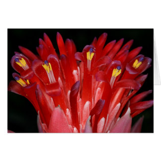 SABA: Billbergiaのpyramidalis