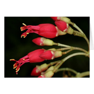 SABA: Charianthusのpurpureus