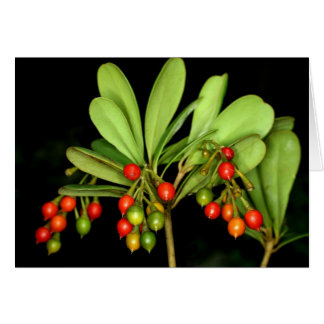 SABA: Jacquiniaのarborea