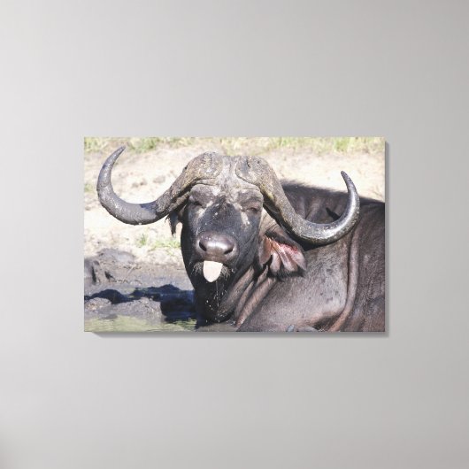 Sabi Sands Conservancy, Mpumalanga州， キャンバスプリント (正面)