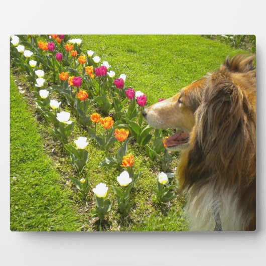 Sable Collie N Tulipsフォトプラーク フォトプラーク (正面)