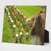 Sable Collie N Tulipsフォトプラーク フォトプラーク (側面)