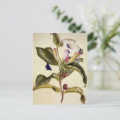  Sacred datura and blue butterfly  ポストカード (スタンド正面)