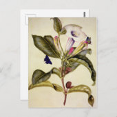  Sacred datura and blue butterfly  ポストカード (正面/裏面)