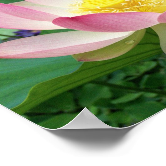 "Sacred Lotus" ポスター (角)