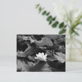 Sacred Lotus: Japan ポストカード (スタンド正面)