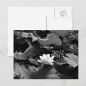 Sacred Lotus: Japan ポストカード (正面/裏面)