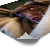 Sad Chocolate Lab Pittie子犬 ポスター (角)