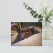 Sad Chocolate Lab Pittie子犬 ポストカード (スタンド正面)