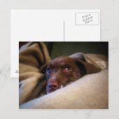 Sad Chocolate Lab Pittie子犬 ポストカード (正面/裏面)