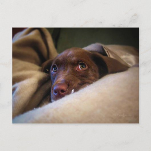 Sad Chocolate Lab Pittie子犬 ポストカード (正面)