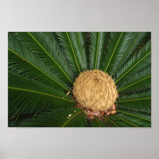 Sago Palm Canvasまたはポスター ポスター (正面)