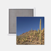 Saguaro cactiとツーソン山，ツーソン マグネット (正面/裏面)