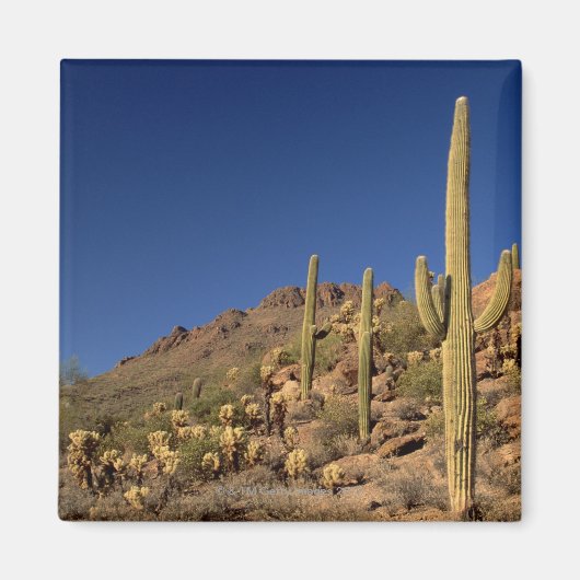 Saguaro cactiとツーソン山，ツーソン マグネット (正面)