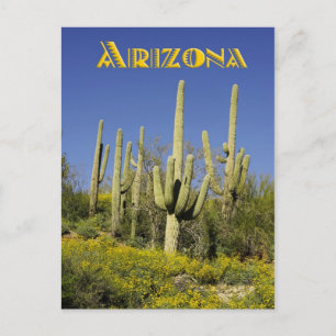 Saguaro cactiと黄色の野生の花,アリゾナ ポストカード