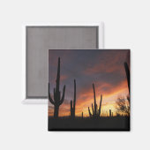 Saguaro cacti, Carnegiea gigantea, after マグネット (正面/裏面)