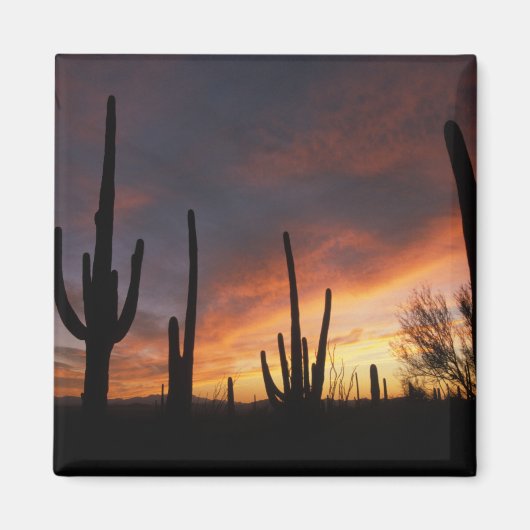 Saguaro cacti, Carnegiea gigantea, after マグネット (正面)