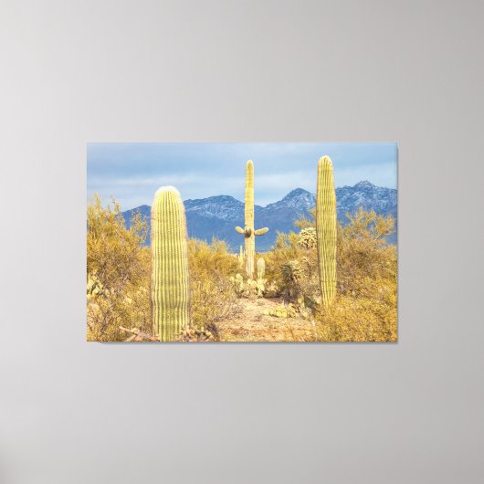 Saguaro Cacti in Desert Landscape キャンバスプリント (正面)