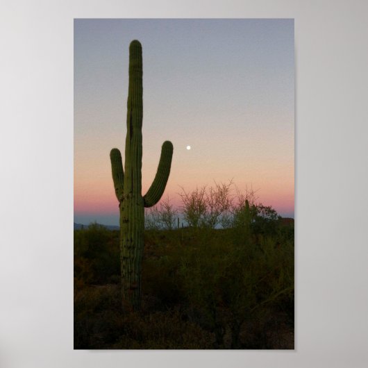 Saguaro Cactusサンセットアリゾナ写真 ポスター (正面)