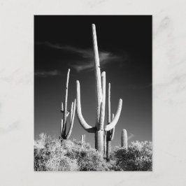 Saguaro Cactus白黒フォトアリゾナ ポストカード