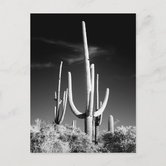 Saguaro Cactus白黒フォトアリゾナ ポストカード (正面)