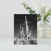 Saguaro Cactus白黒フォトアリゾナ ポストカード (スタンド正面)