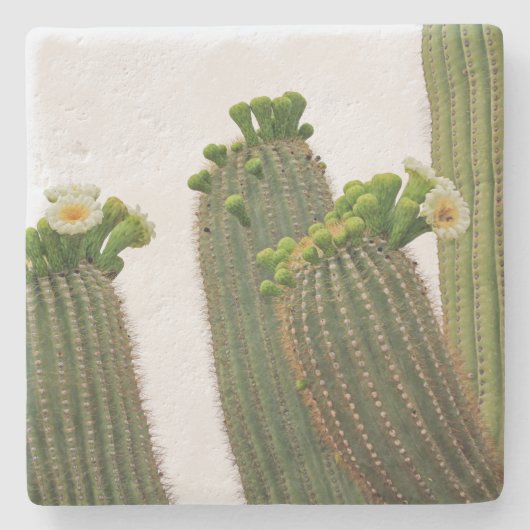 Saguaro Cactus（アリゾナ州）、四角い石コースター ストーンコースター (正面)