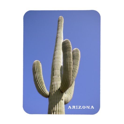 Saguaro Cactus – アリゾナ – マグネット (縦)