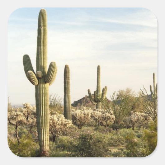 Saguaro Cactus(米国アリゾナ州) スクエアシール (正面)
