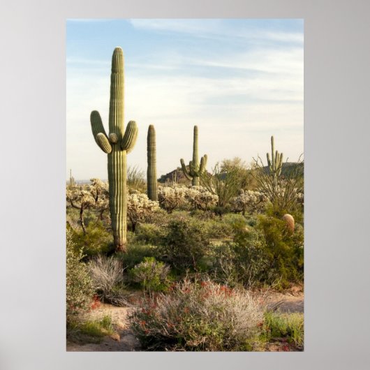 Saguaro Cactus（米国アリゾナ州） ポスター (正面)