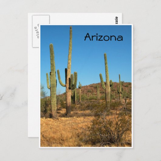 Saguaro cactus, Arizona – はがき (正面/裏面)