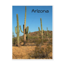 Saguaro cactus, Arizona – はがき