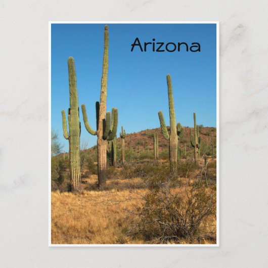 Saguaro cactus, Arizona – はがき (正面)