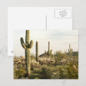Saguaro Cactus, Arizona,USA ポストカード (正面/裏面)