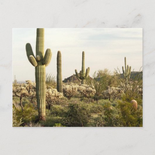 Saguaro Cactus, Arizona,USA ポストカード (正面)