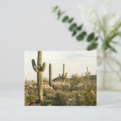 Saguaro Cactus, Arizona,USA ポストカード (スタンド正面)