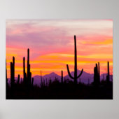 Saguaro Cactus Forest at Sunset ポスター (正面)