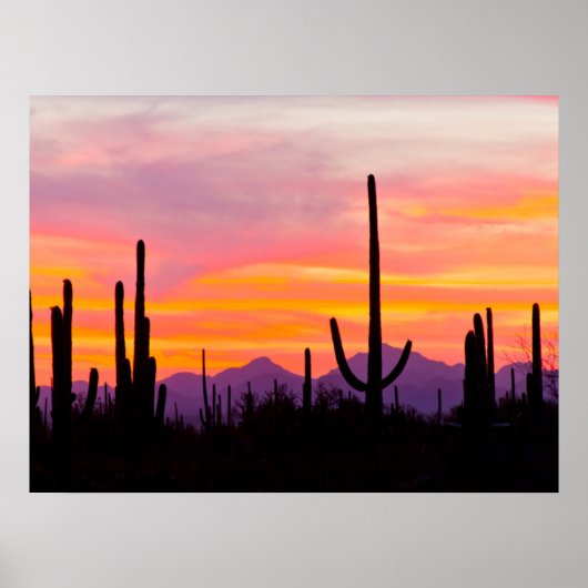 Saguaro Cactus Forest at Sunset ポスター (正面)