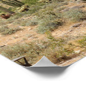 Saguaro Cactus in the Arizona Desert Color 16x20 ポスター (角)