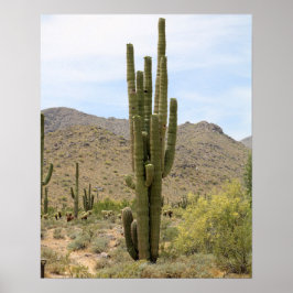 Saguaro Cactus in the Arizona Desert Color 16x20 ポスター