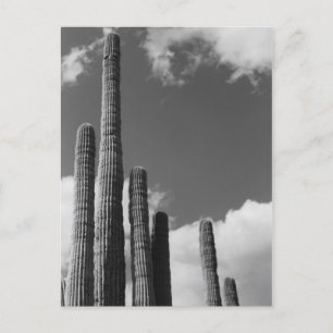 Saguaro Cactus Pipes Desert B&Wフォトポストカード ポストカード