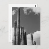 Saguaro Cactus Pipes Desert B&Wフォトポストカード ポストカード (正面/裏面)