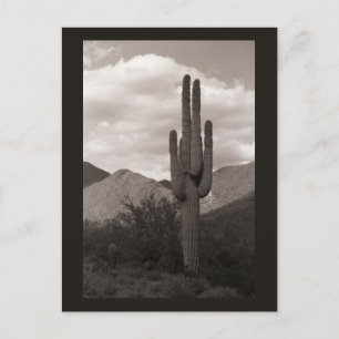 Saguaro Cactus Sonoran Desert B&Wフォトポストカード ポストカード