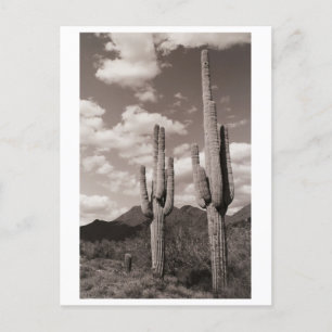 Saguaro Cactus Sonoran Desert B&Wフォトポストカード ポストカード