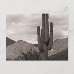 Saguaro Cactus Sonoran Desert B&Wフォトポストカード ポストカード