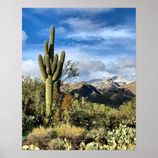 Saguaro Cactus Winter Arizona写真 ポスター (正面)